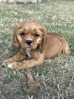 Dolly, a female Cocker Spaniel for sale in Walnut, MS – 1 of 6
