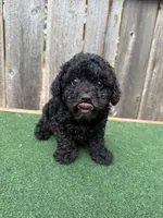 Chase, a male Poodle - Miniature  for sale in Walnut, MS – 3 of 6