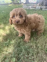 Buddy, a male Cockapoo for sale in Walnut, MS – 4 of 8