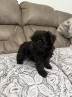 Bella, a female Morkie for sale in Walnut, MS – 4 of 8