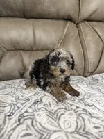 Bandit, a female Cavapoo for sale in Walnut, MS – 4 of 9
