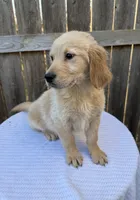 Macy, a female Golden Retriever for sale in Walnut, MS – Photo 1 of 5