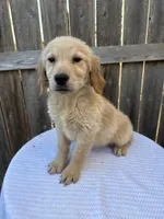 Macy, a female Golden Retriever for sale in Walnut, MS – Photo 3 of 5