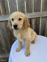 Macy, a female Golden Retriever for sale in Walnut, MS – Photo 5 of 5