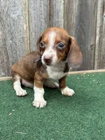 Rosco, a male Miniature Dachshund for sale in Walnut, MS – 6 of 8