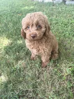 Buddy, a male Cockapoo for sale in Walnut, MS – 2 of 8