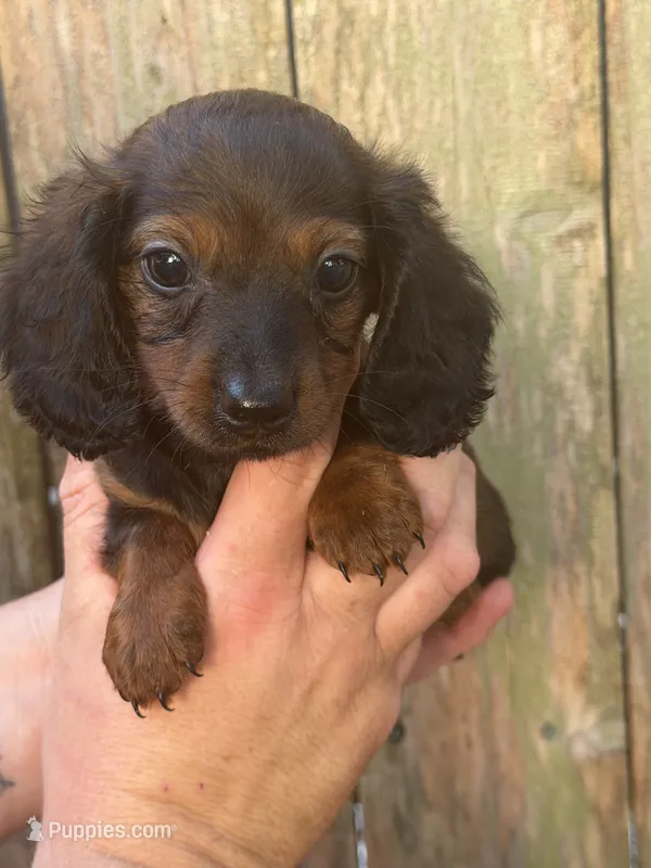 Maggie  – Miniature Dachshund puppy for sale in Walnut, MS