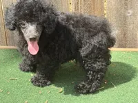 Chase, a male Poodle - Miniature  for sale in Walnut, MS – 3 of 5