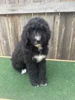 Sadie, a female Bernedoodle for sale in Walnut, MS – 2 of 9
