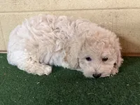 Sammy, a male Bichpoo for sale in Walnut, MS – 3 of 5