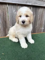 Max, a male Bernedoodle for sale in Walnut, MS – 2 of 9