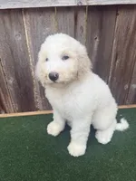Stella, a female Bernedoodle for sale in Walnut, MS – 4 of 6