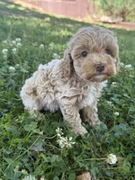 Macy, a female Miniature Goldendoodle for sale in Walnut, MS – 2 of 8