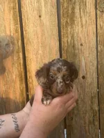 Gabe, a male Miniature Dachshund for sale in Walnut, MS – 5 of 6