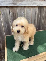 Manning, a male Miniature Goldendoodle for sale in Walnut, MS – 5 of 5