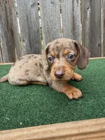 Tazz, a male Miniature Dachshund for sale in Walnut, MS – 6 of 8