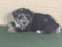 Penny, a female Yorkipoo for sale in Walnut, MS – 2 of 7
