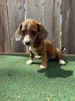 Tinker, a female Miniature Dachshund for sale in Walnut, MS – 6 of 6