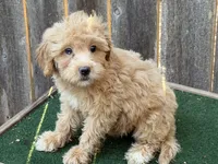 Maggie, a female Miniature Goldendoodle for sale in Walnut, MS – 3 of 5