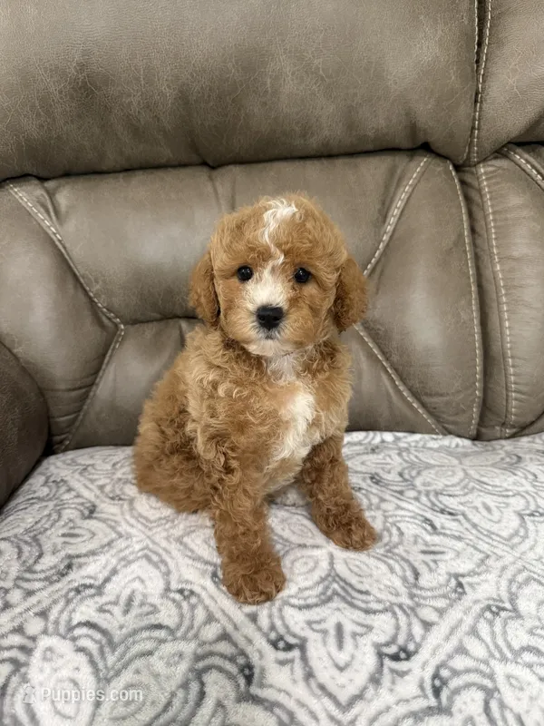 Marlee – Miniature Goldendoodle puppy for sale in Walnut, MS