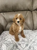 Marlee, a female Miniature Goldendoodle for sale in Walnut, MS – 1 of 9