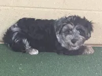 Penny, a female Yorkipoo for sale in Walnut, MS – 6 of 7