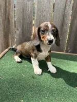Bella, a female Miniature Dachshund for sale in Walnut, MS – 2 of 10