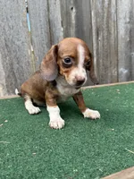 Rosco, a male Miniature Dachshund for sale in Walnut, MS – 2 of 8