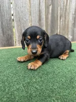 Peanut, a male Miniature Dachshund for sale in Walnut, MS – 6 of 6