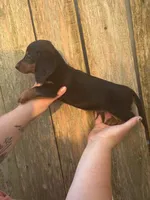 KJ, a male Miniature Dachshund for sale in Walnut, MS – 3 of 4