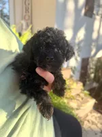 Chloe , a female Yorkipoo for sale in Walnut, MS – 2 of 7