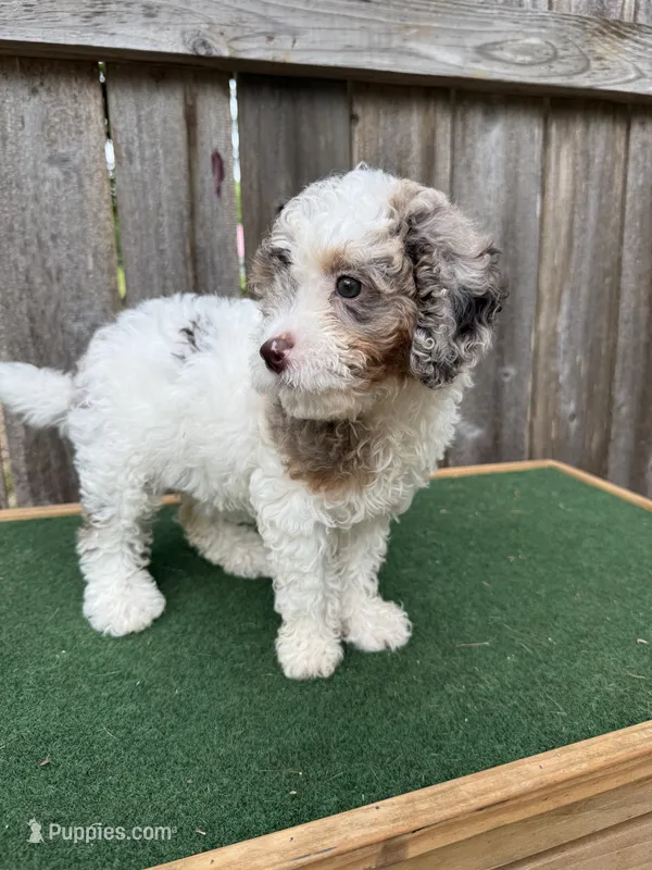 Ella – Cavapoo puppy for sale in Walnut, MS