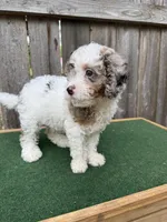 Ella, a female Cavapoo for sale in Walnut, MS – 1 of 7