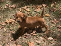 Reese , a male Miniature Dachshund for sale in Walnut, MS – 2 of 4