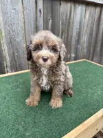 Dart, a male Schnoodle for sale in Walnut, MS – 2 of 9