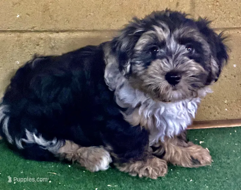 Penny – Yorkipoo puppy for sale in Walnut, MS