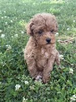 Buddy, a female Miniature Goldendoodle for sale in Walnut, MS – 8 of 8