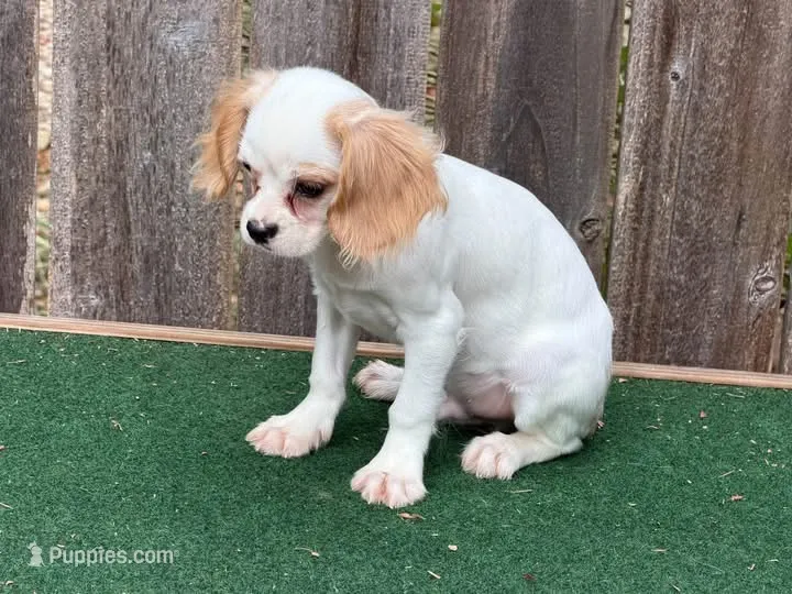 Lou baby  – Cavalier King Charles Spaniel, Shih Tzu puppy for sale in Walnut, MS