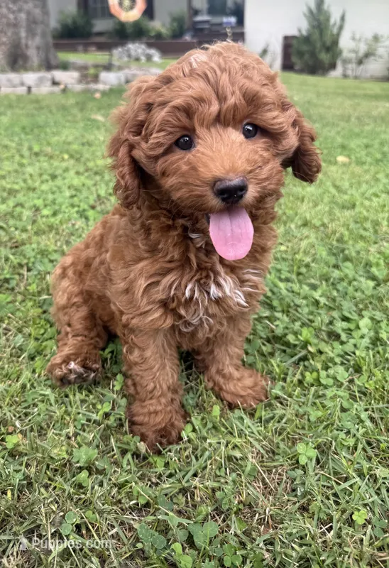 Cooper – Cockapoo puppy for sale in Walnut, MS