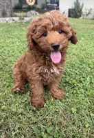 Cooper, a male Cockapoo for sale in Walnut, MS – 1 of 7