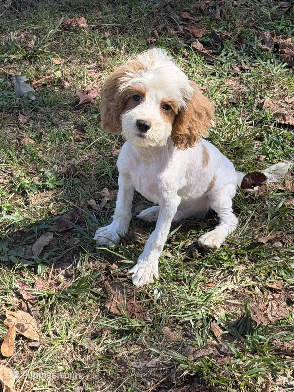 Sam – Cockapoo puppy for sale in Walnut, MS