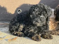 Chloe , a female Yorkipoo for sale in Walnut, MS – 5 of 7