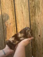 Gabe, a male Miniature Dachshund for sale in Walnut, MS – 6 of 6