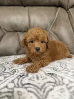 Marlee, a female Poodle - Miniature  for sale in Walnut, MS – 4 of 8