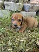 Apple, a male Miniature Dachshund for sale in Walnut, MS – 2 of 4