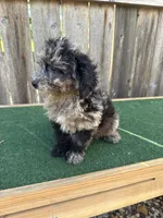 Bandit, a male Cavapoo for sale in Walnut, MS – 3 of 5