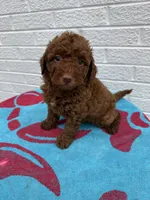 Marlee, a female Miniature Goldendoodle for sale in Walnut, MS – Photo 4 of 7