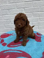 Marlee, a female Miniature Goldendoodle for sale in Walnut, MS – Photo 1 of 7