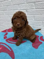 Marlee, a female Miniature Goldendoodle for sale in Walnut, MS – Photo 3 of 7