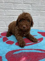 Marlee, a female Miniature Goldendoodle for sale in Walnut, MS – Photo 2 of 7